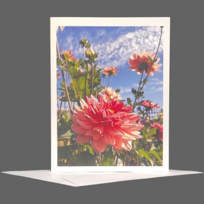 Pink Dahlia Greeting Card