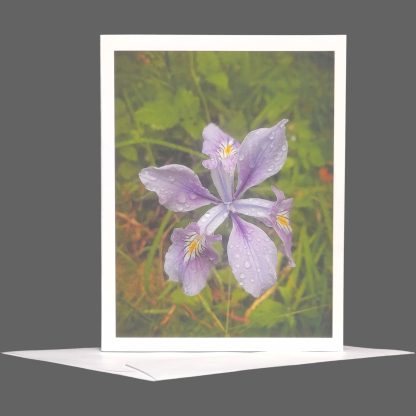 Wild Purple Iris Greeting Card